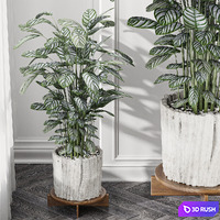 Calathea Oppenheimiana - Pflanzen Karl House Plant 3D Model Vray, Corona