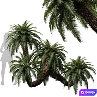 New Plant High detail Cycas Revoluta Palmfarn 3D Model Vray, Corona