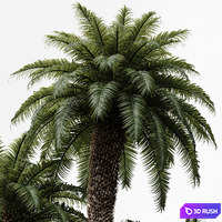 New Plant High detail Cycas Revoluta Palmfarn 3D Model Vray, Corona