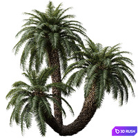 New Plant High detail Cycas Revoluta Palmfarn 3D Model Vray, Corona