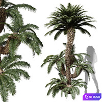 New Tree High detailCycas Revoluta Palmfarn Tree Family 3D Model Vray, Corona