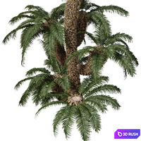 New Tree High detailCycas Revoluta Palmfarn Tree Family 3D Model Vray, Corona