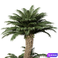 New Tree High detailCycas Revoluta Palmfarn Tree Family 3D Model Vray, Corona