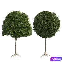 2 round and dome topiary tree 3D Model Vray, Corona