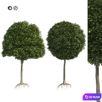 2 round and dome topiary tree 3D Model Vray, Corona