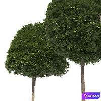 2 round and dome topiary tree 3D Model Vray, Corona