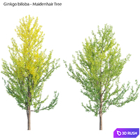 Ginkgo Biloba - Maidenhair Tree 01 3D Model Vray