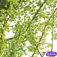 Ginkgo Biloba - Maidenhair Tree 01 3D Model Vray