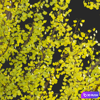 Ginkgo Biloba - Maidenhair Tree 01 3D Model Vray