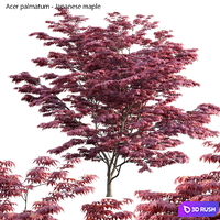 Acer palmatum - Japanese maple 04 3D Model Vray