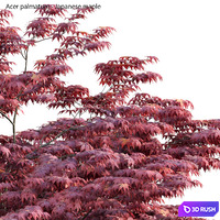 Acer palmatum - Japanese maple 04 3D Model Vray
