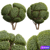New Plant Ficus Concinna Bonsai Pruned16 3D Model Corona