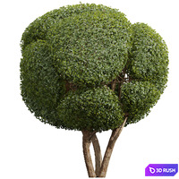 New Plant Ficus Concinna Bonsai Pruned16 3D Model Corona