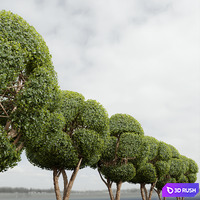 New Plant Ficus Concinna Bonsai Pruned16 3D Model Corona
