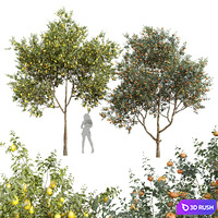 New Plant Citrus Dancy Mandarin Tangerine Citrus Meyer Lemon Orange 3D Model Vray, Corona