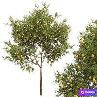 New Plant Citrus Dancy Mandarin Tangerine Citrus Meyer Lemon Orange 3D Model Vray, Corona