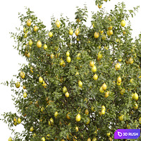 New Plant Citrus Dancy Mandarin Tangerine Citrus Meyer Lemon Orange 3D Model Vray, Corona