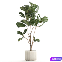 A beautiful interior plant in a modern flowerpot and a pot tree Ficus lyre, Ficus Lyrata. 1241 3D Model Vray