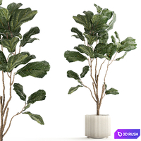 A beautiful interior plant in a modern flowerpot and a pot tree Ficus lyre, Ficus Lyrata. 1241 3D Model Vray