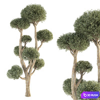 Olive Tree No.47 3D Model Vray, Corona
