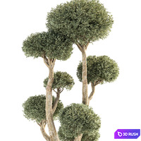 Olive Tree No.47 3D Model Vray, Corona