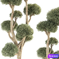 Olive Tree No.47 3D Model Vray, Corona