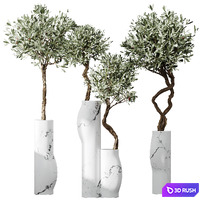 HQ Plants Mission Olive Tree Indoor Vase Set003 3D Model Vray, Corona