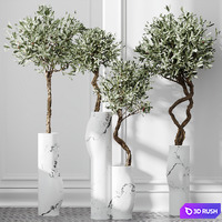 HQ Plants Mission Olive Tree Indoor Vase Set003 3D Model Vray, Corona
