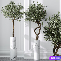 HQ Plants Mission Olive Tree Indoor Vase Set003 3D Model Vray, Corona