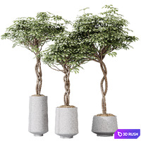 HQ HousePlants Schefflera Arboricola Umbrella Set02 3D Model Vray, Corona
