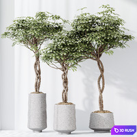 HQ HousePlants Schefflera Arboricola Umbrella Set02 3D Model Vray, Corona