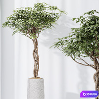 HQ HousePlants Schefflera Arboricola Umbrella Set02 3D Model Vray, Corona