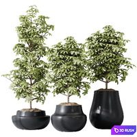 HQ HousePlants Schefflera Arboricola Umbrella Set03 3D Model Vray, Corona