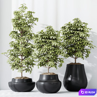 HQ HousePlants Schefflera Arboricola Umbrella Set03 3D Model Vray, Corona