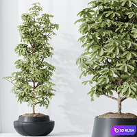 HQ HousePlants Schefflera Arboricola Umbrella Set03 3D Model Vray, Corona