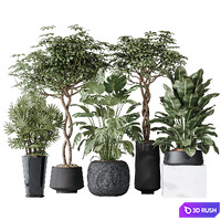 Indoor plant set 04 3D Model Vray, Corona