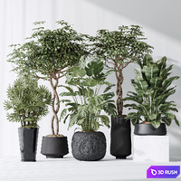 Indoor plant set 04 3D Model Vray, Corona