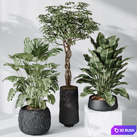 Indoor plant set 04 3D Model Vray, Corona