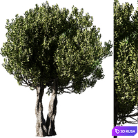 Olive Tree Set14 3D Model Vray, Corona