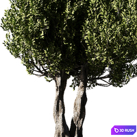 Olive Tree Set14 3D Model Vray, Corona