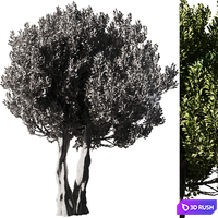 Olive Tree Set14 3D Model Vray, Corona