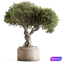 Indoor Plant 753 - Bonsai Set 3D Model Vray, Corona