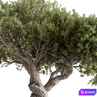 Indoor Plant 753 - Bonsai Set 3D Model Vray, Corona