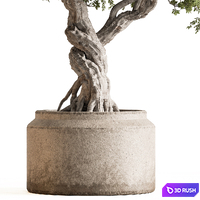 Indoor Plant 753 - Bonsai Set 3D Model Vray, Corona