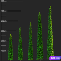 Thuja occidentalis clipped cone | Thuja occidentalis 3D Model Vray, Corona