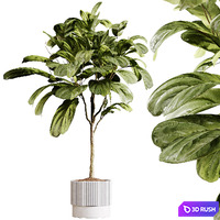 indoor plants 93- plant collections in pot 3D Model Vray, Corona