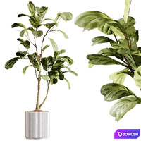 indoor plants 93- plant collections in pot 3D Model Vray, Corona