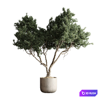 Indoor plant 04 - Tree in a pot 3D Model Corona