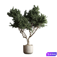 Indoor plant 04 - Tree in a pot 3D Model Corona