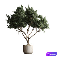 Indoor plant 04 - Tree in a pot 3D Model Corona